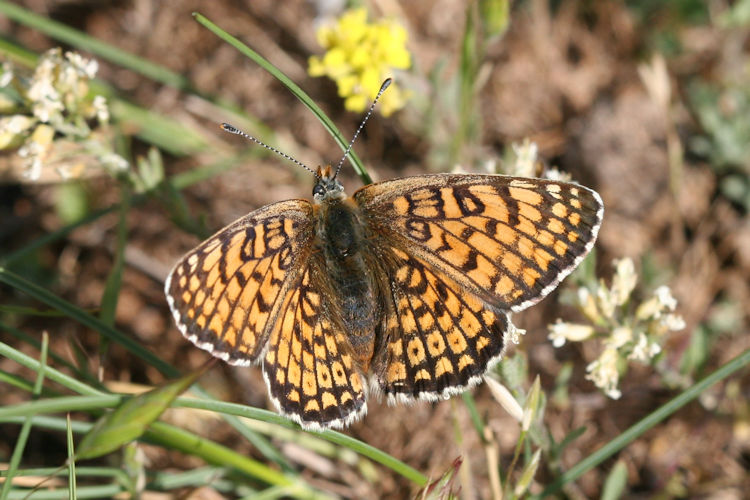 Melitaea cinxia: Bild 20