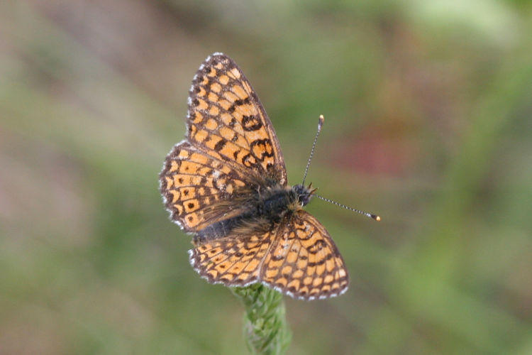 Melitaea cinxia: Bild 3