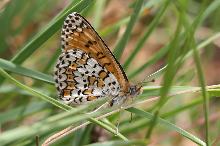 Melitaea cinxia: Bild 30