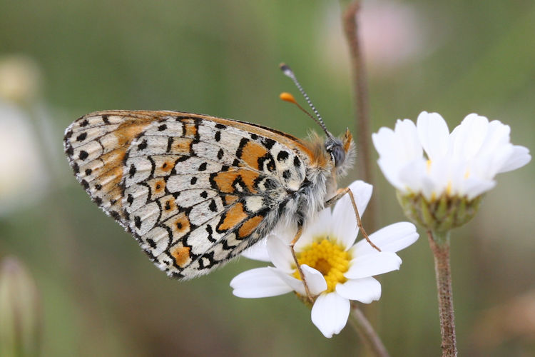 Melitaea cinxia: Bild 31