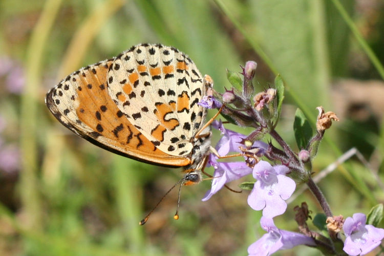 Melitaea didyma: Bild 40