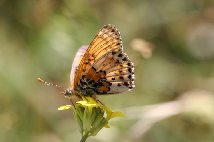 Melitaea trivia: Bild 12