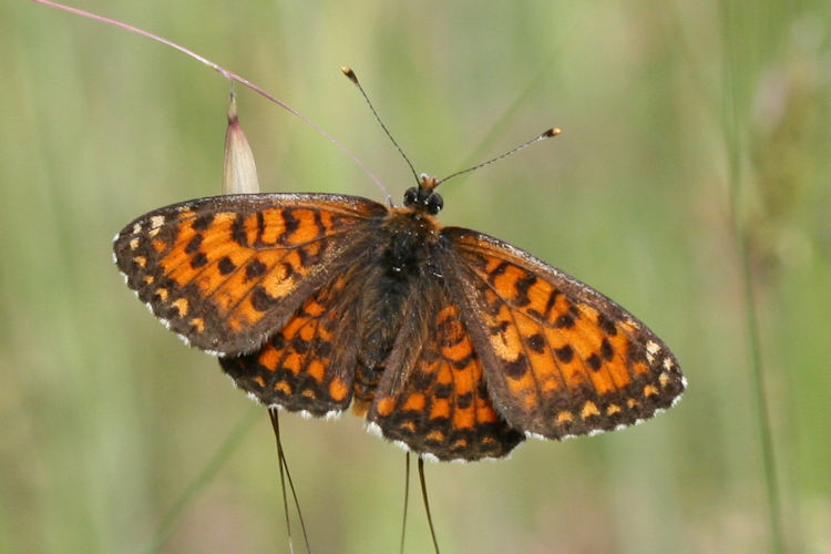 Melitaea trivia: Bild 1