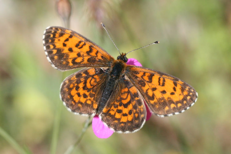 Melitaea trivia: Bild 2