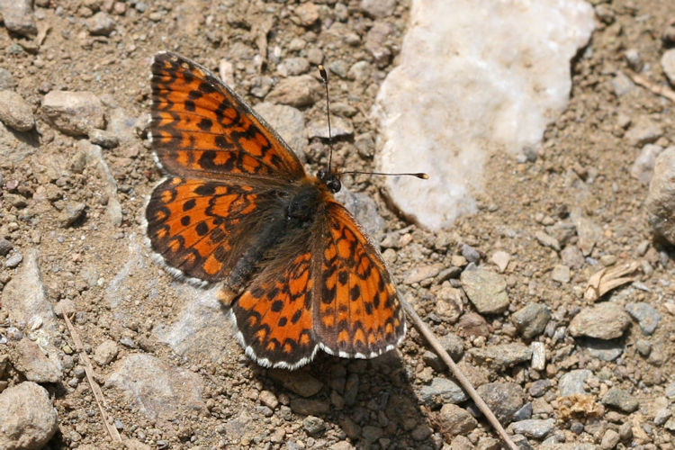 Melitaea trivia: Bild 4