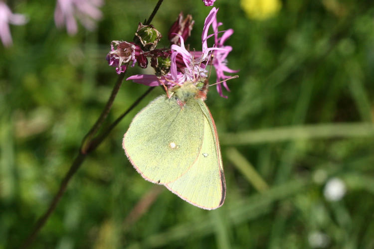 Colias palaeno europome: Bild 2