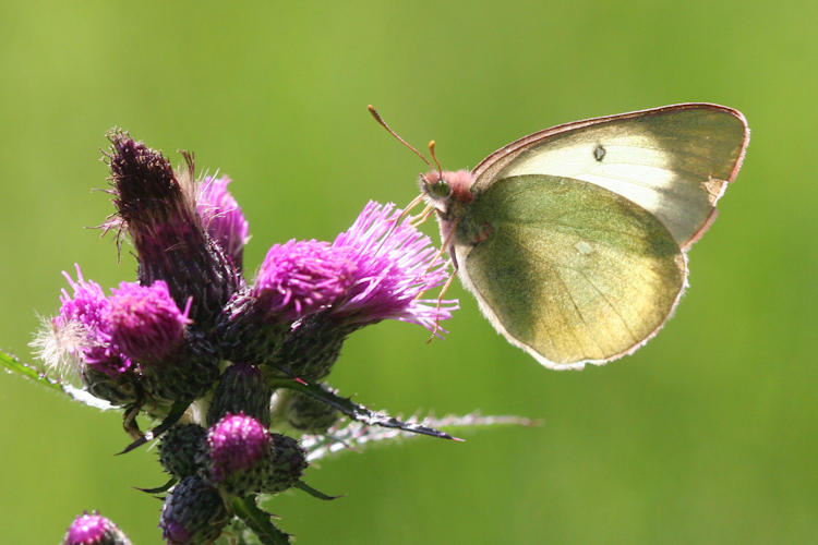 Colias palaeno europome: Bild 10