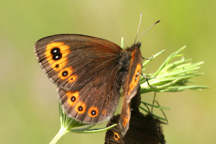 Erebia medusa psodea: Bild 11