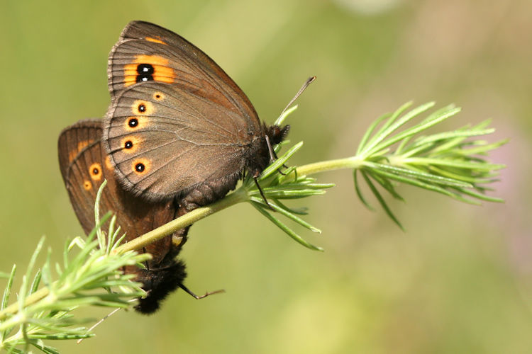 Erebia medusa psodea: Bild 29