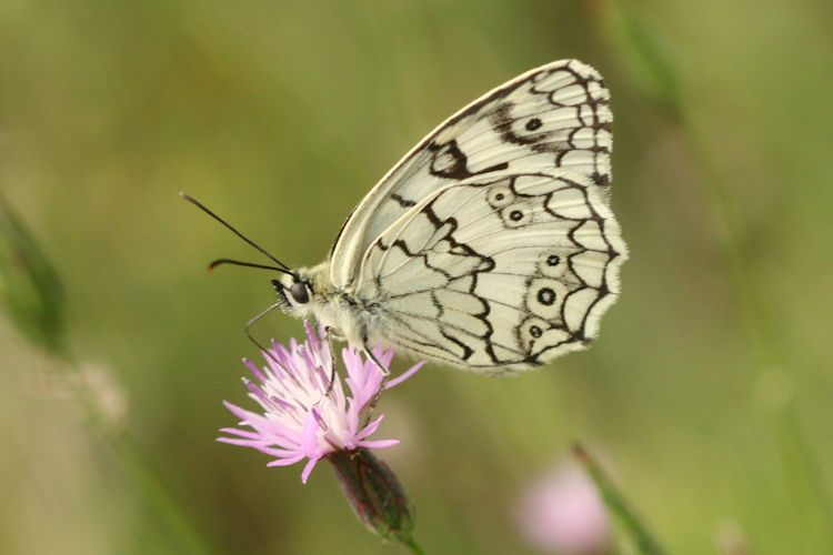 Melanargia larissa: Bild 8