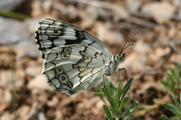 Melanargia larissa: Bild 9