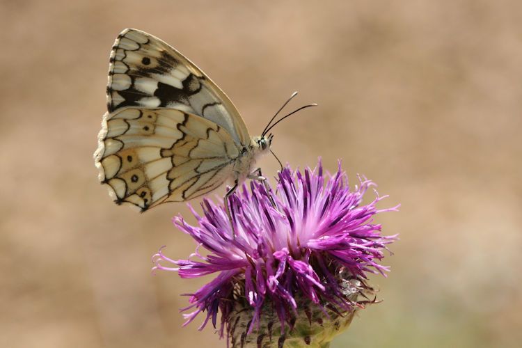 Melanargia larissa: Bild 10