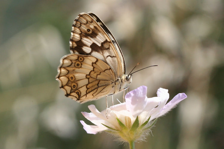 Melanargia larissa: Bild 15