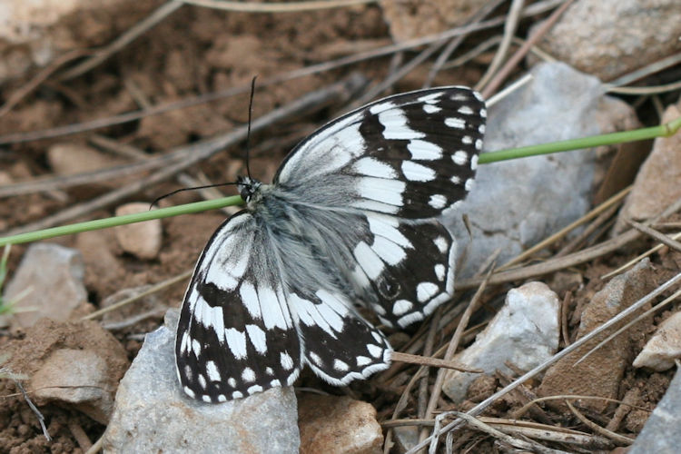 Melanargia larissa: Bild 2