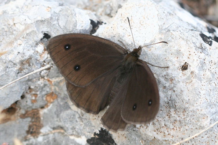 Satyrus ferula penketia: Bild 1