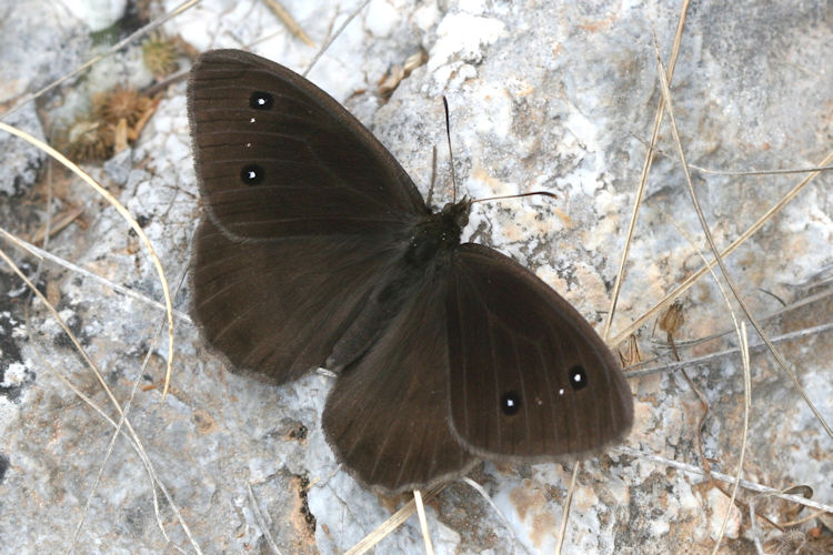 Satyrus ferula penketia: Bild 2