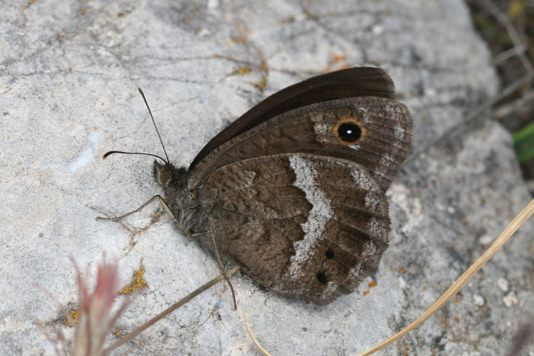 Satyrus ferula penketia: Bild 9