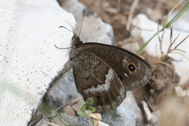 Satyrus ferula penketia: Bild 10