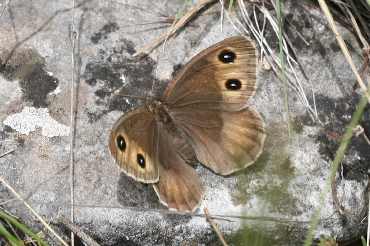 Satyrus ferula penketia: Bild 5