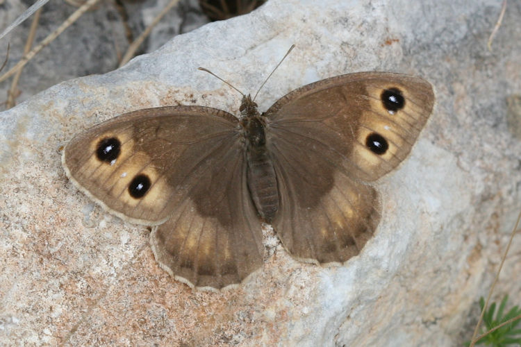 Satyrus ferula penketia: Bild 6