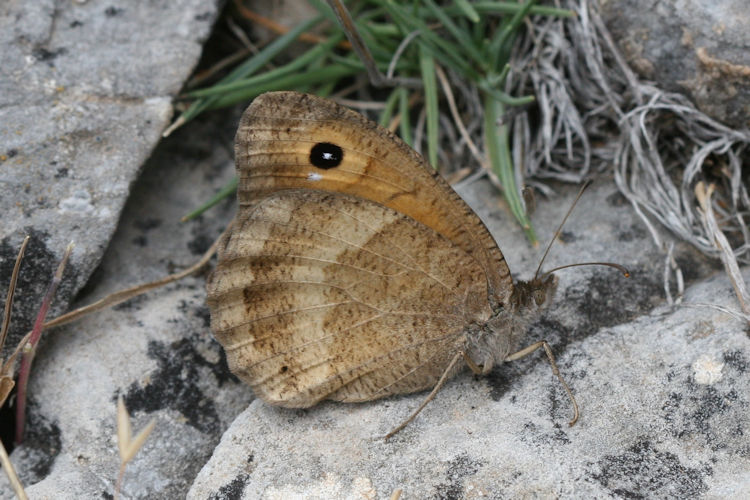 Satyrus ferula penketia: Bild 11