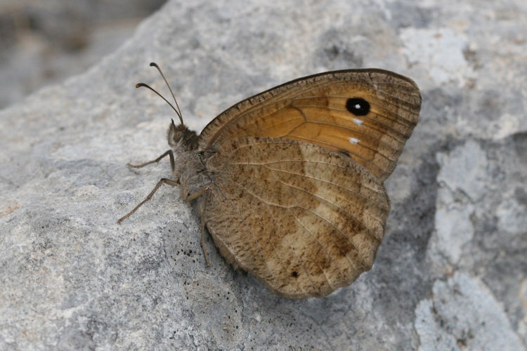 Satyrus ferula penketia: Bild 12