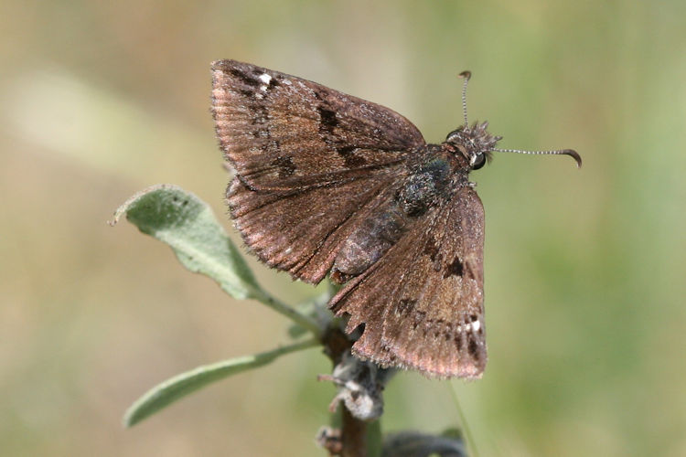 Erynnis marloyi: Bild 4