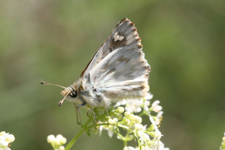 Muschampia lavatherae: Bild 28