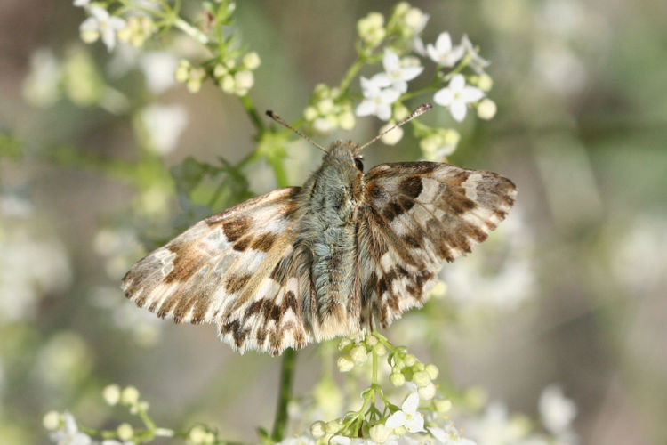 Muschampia lavatherae: Bild 21