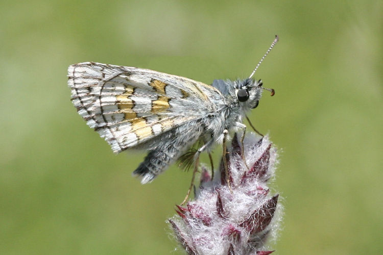 Pyrgus sidae: Bild 24