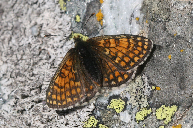 Melitaea varia: Bild 8