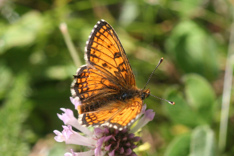 Melitaea varia: Bild 7