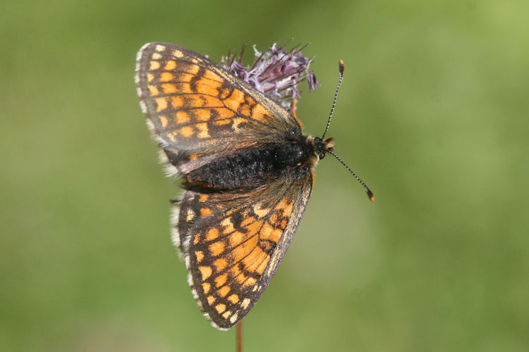 Melitaea varia: Bild 9