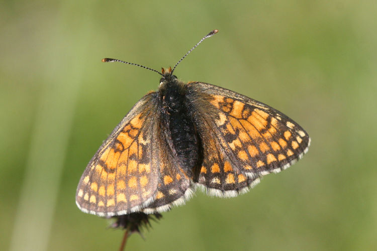 Melitaea varia: Bild 10