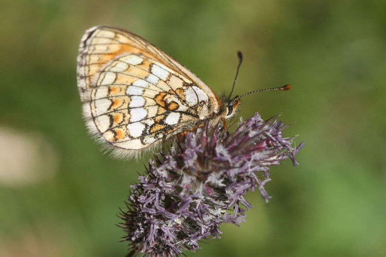 Melitaea varia: Bild 16