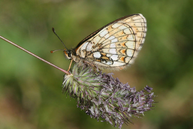 Melitaea varia: Bild 17