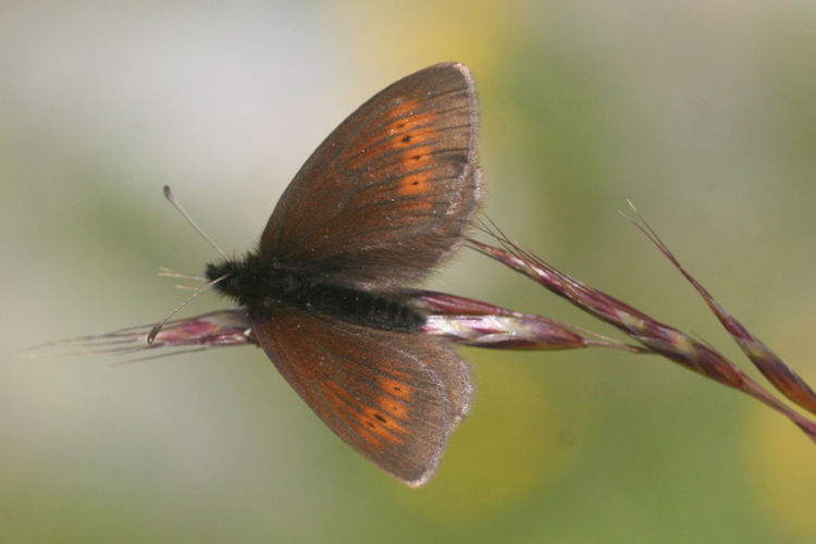 Erebia epiphron aetheria: Bild 4