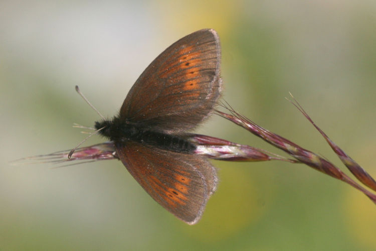 Erebia epiphron aetheria: Bild 3