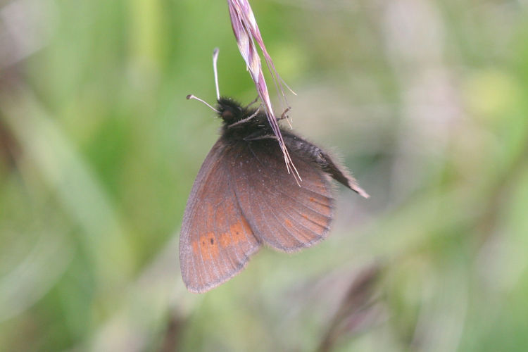 Erebia epiphron aetheria: Bild 12