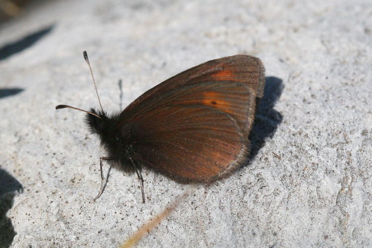 Erebia epiphron aetheria: Bild 17