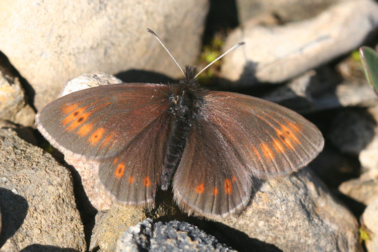 Erebia epiphron aetheria: Bild 7