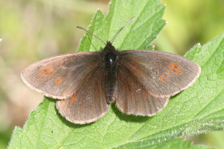 Erebia manto mantoides: Bild 2