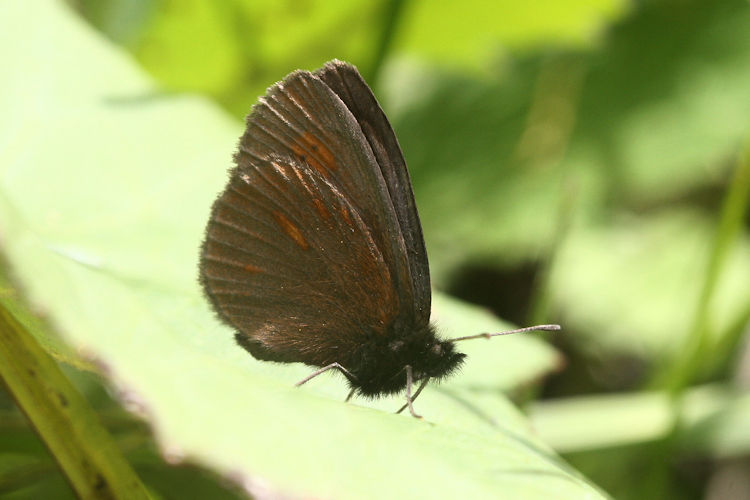 Erebia manto mantoides: Bild 8