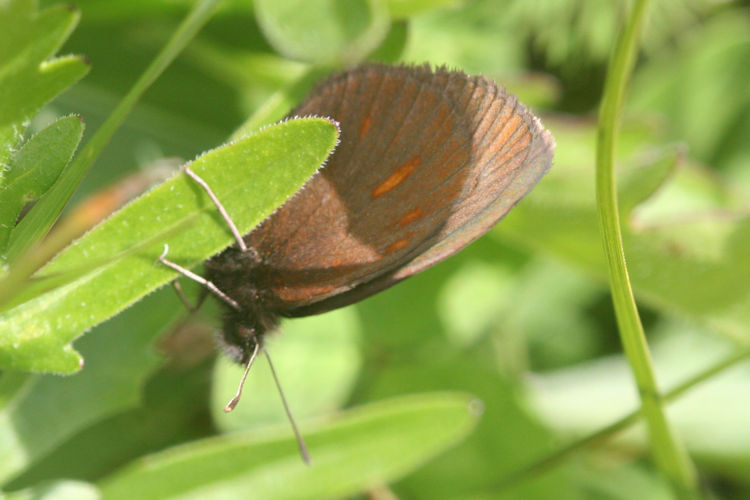 Erebia manto mantoides: Bild 9