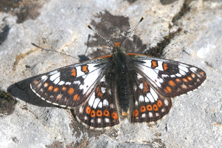 Euphydryas cynthia: Bild 1