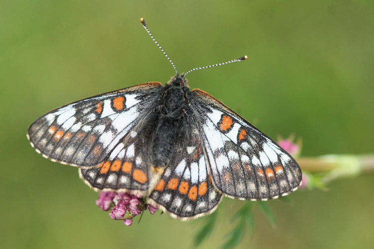 Euphydryas cynthia: Bild 3