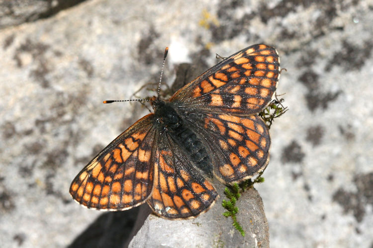 Euphydryas cynthia: Bild 7