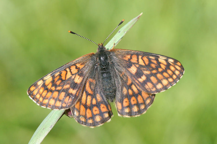 Euphydryas cynthia: Bild 8