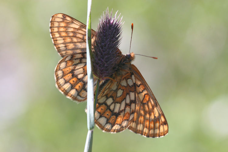 Euphydryas cynthia: Bild 11