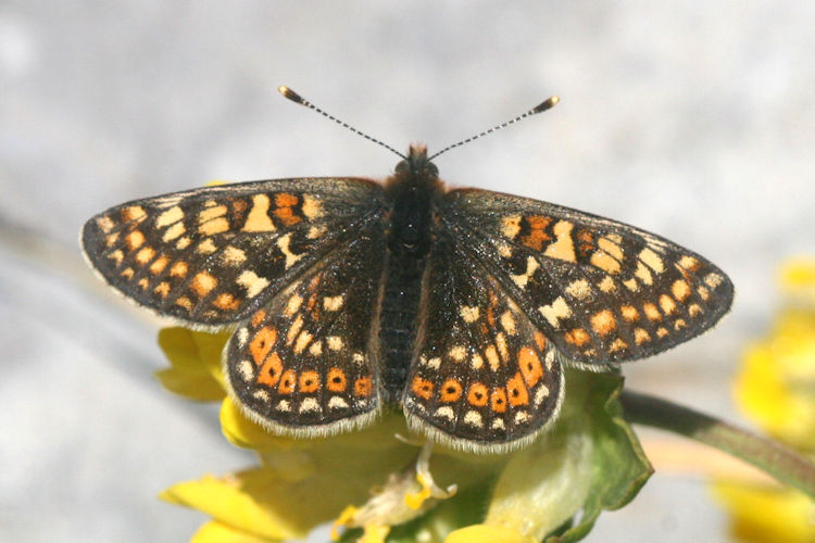 Euphydryas aurinia glaciegenita: Bild 1